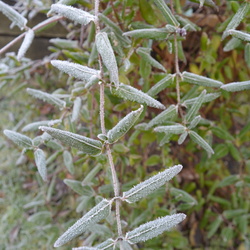Hiver